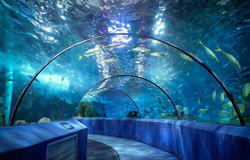 Últimas noticias de la empresa sobre El diseño del corredor del túnel del acuario esconde un ingenio sutil; ¡nunca imaginarías estos esquemas!