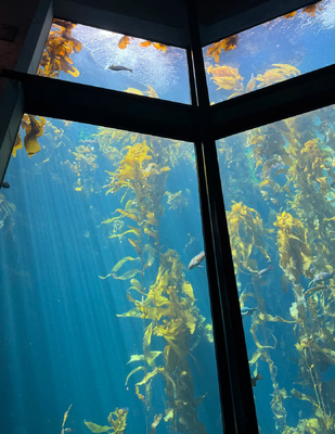 Good price Panoramic Transparent View Acrylic Underwater Viewing Window For Sea Scenarios﻿ online