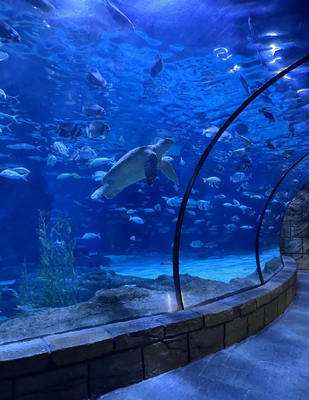 Buen precio Ventana de visualización submarina acrílica JAFFA Solución de visualización inmersiva y transparente para el mundo oceánico en línea